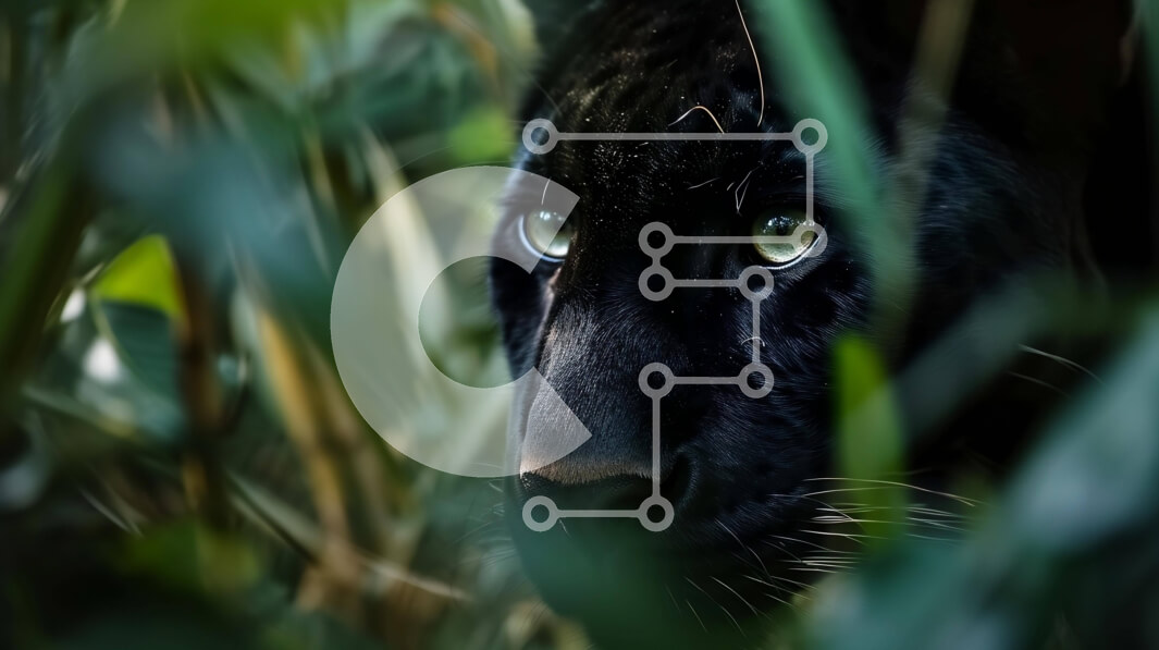 Intra Συλλεκτικό Ξύλινο Παζλ Plywood  4mm - Μαύρος Πάνθηρας που κρυφοκοιτάζει από πίσω από τα ψηλά χόρτα Σε Ξύλινο Κουτί - Διαστάσεις: 10x10 cm – 25 κομμάτια