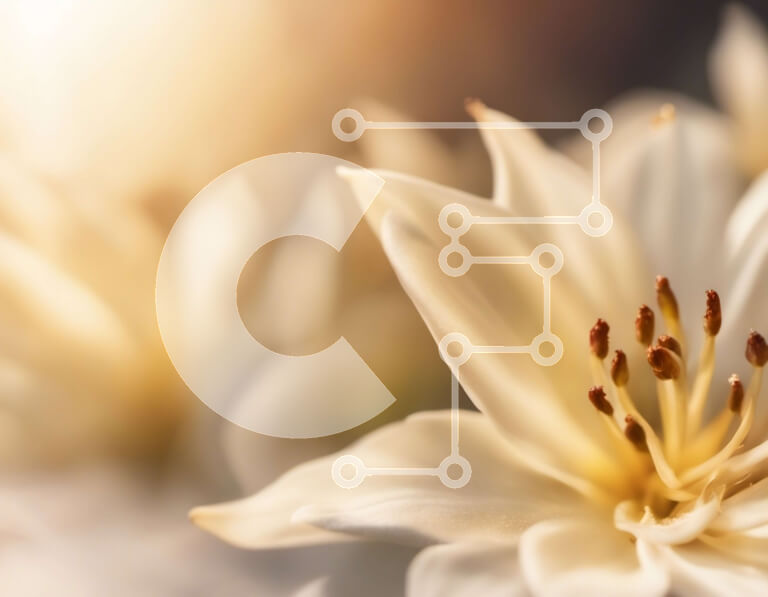 Intra Συλλεκτικό Ξύλινο Παζλ Plywood  4mm - Κοντινό πλάνο ενός λευκού λουλουδιού με ευαίσθητα πέταλα Σε Ξύλινο Κουτί - Διαστάσεις: 10x10 cm – 25 κομμάτια