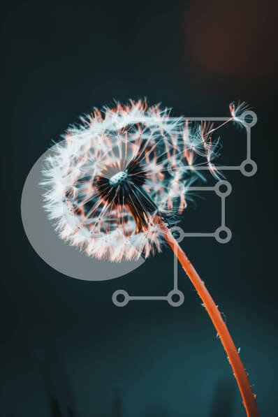 Σετ των 2 Intra Συλλεκτικό Ξύλινο Παζλ Plywood  4mm - Μονή πικραλίδα που φυσά στον άνεμο με διάσπαρτους σπόρους Σε Ξύλινο Κουτί - Διαστάσεις: 10x10 cm – 25 κομμάτια