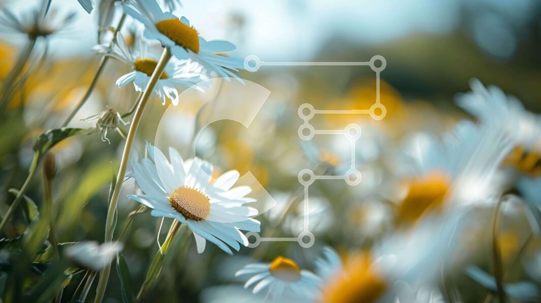 Intra Συλλεκτικό Ξύλινο Παζλ Plywood  4mm - Ανθισμένο πεδίο με λευκές και κίτρινες μαργαρίτες Σε Ξύλινο Κουτί - Διαστάσεις: 10x10 cm – 25 κομμάτια