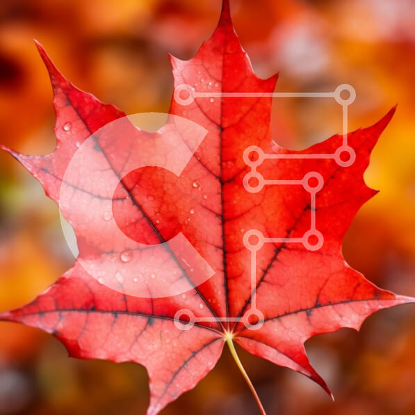 Intra Συλλεκτικό Ξύλινο Παζλ Plywood  4mm - Όμορφο κόκκινο φύλλο σφενδάμου με σταγονίδια νερού Σε Ξύλινο Κουτί - Διαστάσεις: 10x10 cm – 25 κομμάτια