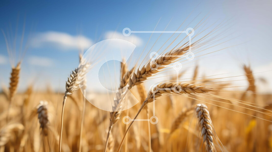 Intra Συλλεκτικό Ξύλινο Παζλ Plywood  4mm - Χρυσό σιτάρι έτοιμο για συγκομιδή με φόντο μπλε του ουρανού Σε Ξύλινο Κουτί - Διαστάσεις: 10x10 cm – 25 κομμάτια