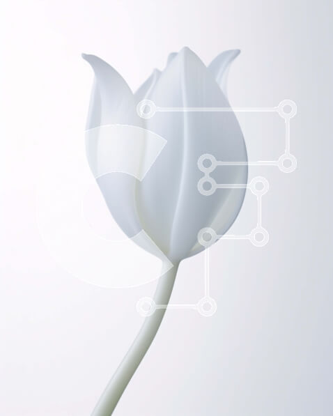 Intra Συλλεκτικό Ξύλινο Παζλ Plywood  4mm - Όμορφη κινηματογράφηση σε πρώτο πλάνο ενός ενιαίου λευκού λουλουδιού τουλίπας Σε Ξύλινο Κουτί - Διαστάσεις: 10x10 cm – 25 κομμάτια