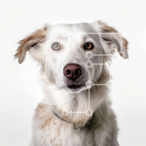 Intra Συλλεκτικό Ξύλινο Παζλ Plywood  4mm - Αξιολάτρευτη εικόνα ενός λευκού σκύλου που κοιτάζει περίεργα την κάμερα Σε Ξύλινο Κουτί - Διαστάσεις: 10x10 cm – 25 κομμάτια