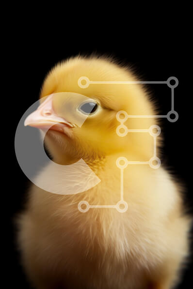 Σετ των 2 Intra Συλλεκτικό Ξύλινο Παζλ Plywood  4mm - Περίεργο κίτρινο κοτόπουλο που κοιτάζει επίμονα την κάμερα Σε Ξύλινο Κουτί - Διαστάσεις: 10x10 cm – 25 κομμάτια