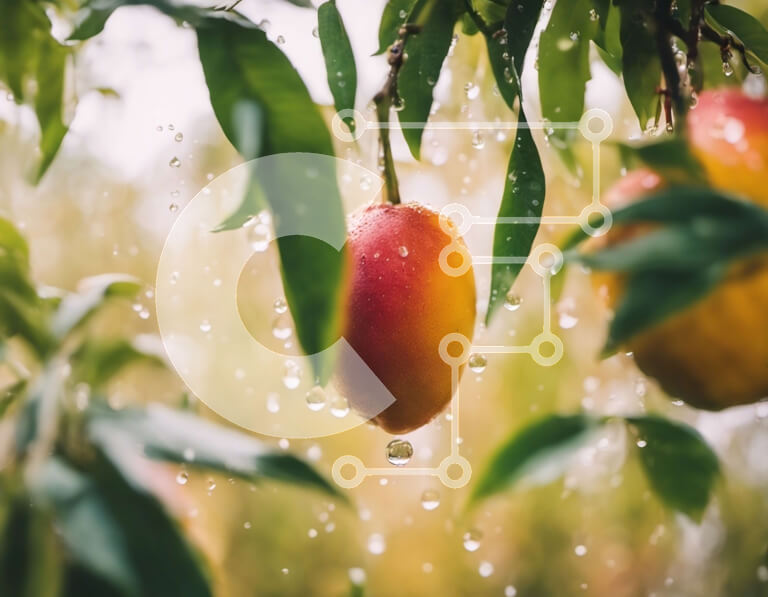 Intra Συλλεκτικό Ξύλινο Παζλ Plywood  4mm - Δύο μάνγκο σε ένα δέντρο με σταγονίδια νερού Σε Ξύλινο Κουτί - Διαστάσεις: 10x10 cm – 25 κομμάτια