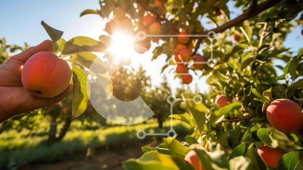 Intra Συλλεκτικό Ξύλινο Παζλ Plywood  4mm - Άτομο που κρατά το μήλο στον οπωρώνα κάτω από τον φωτεινό ήλιο Σε Ξύλινο Κουτί - Διαστάσεις: 10x10 cm – 25 κομμάτια