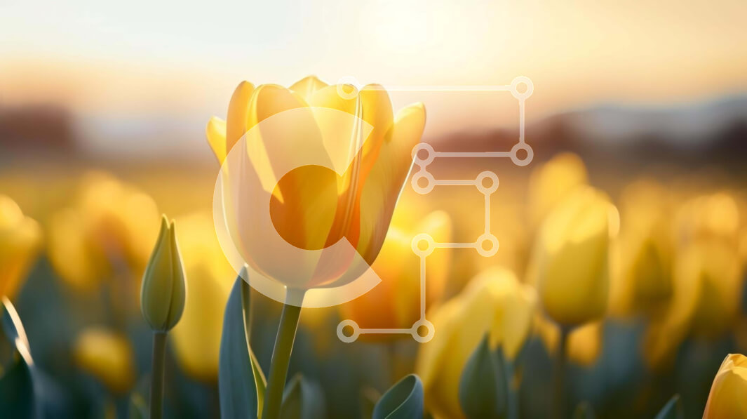 Intra Συλλεκτικό Ξύλινο Παζλ Plywood  4mm - Πεδίο με κίτρινες τουλίπες στο ηλιοβασίλεμα Σε Ξύλινο Κουτί - Διαστάσεις: 10x10 cm – 25 κομμάτια