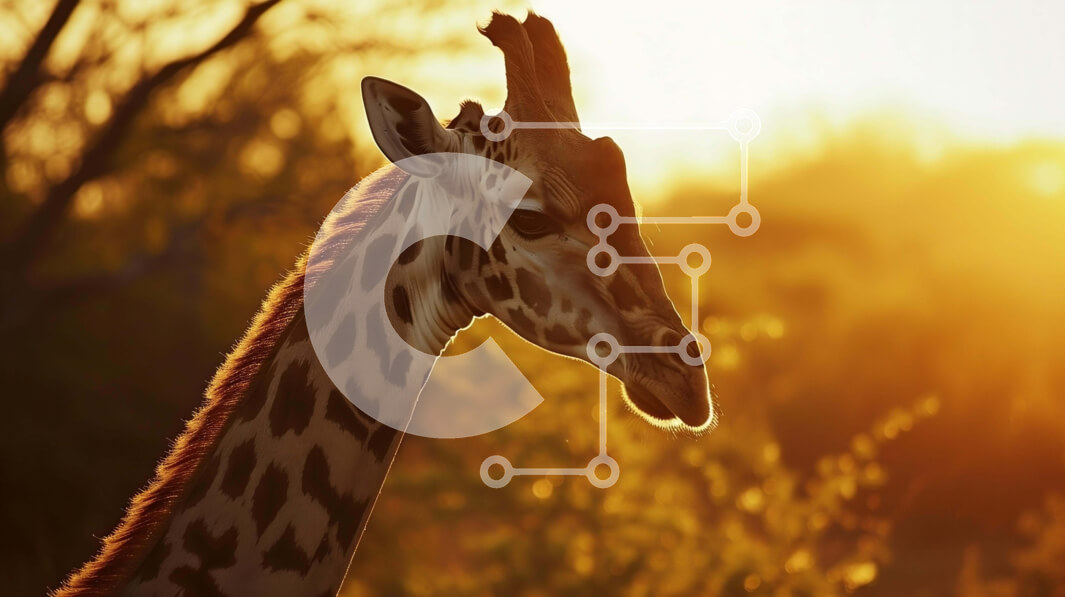 Intra Συλλεκτικό Ξύλινο Παζλ Plywood  4mm - Καμηλοπάρδαλη στο φυσικό περιβάλλον κατά τη διάρκεια του ηλιοβασιλέματος Σε Ξύλινο Κουτί - Διαστάσεις: 10x10 cm – 25 κομμάτια