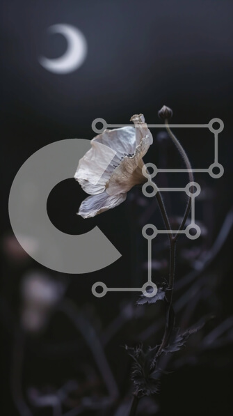 Σετ των 2 Intra Συλλεκτικό Ξύλινο Παζλ Plywood  4mm - Μονό λευκό λουλούδι στο φως του φεγγαριού Σε Ξύλινο Κουτί - Διαστάσεις: 10x10 cm – 25 κομμάτια