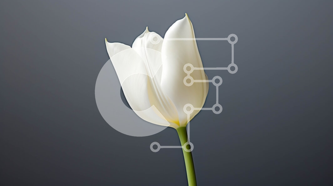 Intra Συλλεκτικό Ξύλινο Παζλ Plywood  4mm - Μονό λευκό λουλούδι τουλίπας σε γκρι φόντο Σε Ξύλινο Κουτί - Διαστάσεις: 10x10 cm – 25 κομμάτια