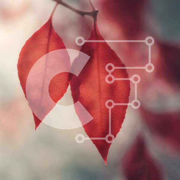 Intra Συλλεκτικό Ξύλινο Παζλ Plywood  4mm - Δύο κόκκινα φύλλα που κρέμονται από ένα κλαδί Σε Ξύλινο Κουτί - Διαστάσεις: 10x10 cm – 25 κομμάτια