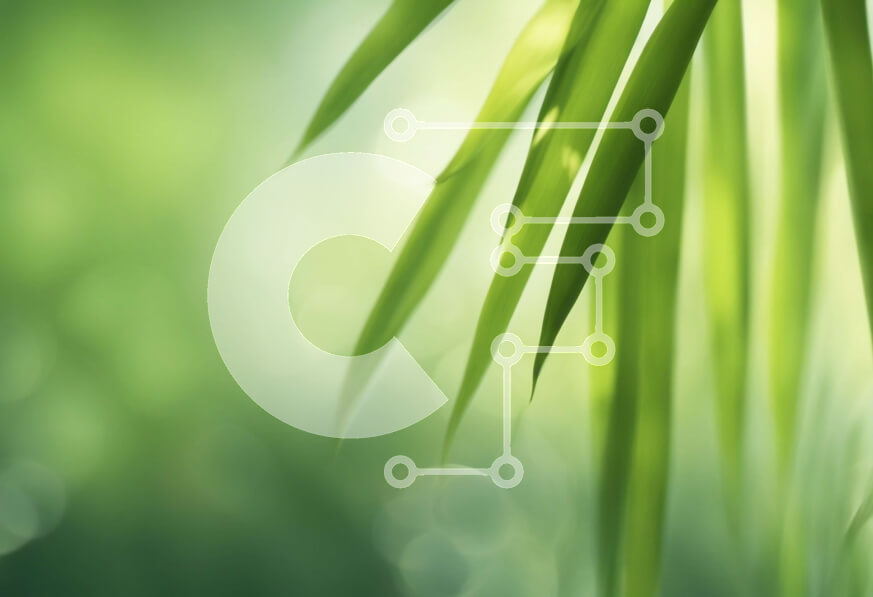 Intra Συλλεκτικό Ξύλινο Παζλ Plywood  4mm - Κοντινή όψη ενός φύλλου μπαμπού με θολό φόντο Σε Ξύλινο Κουτί - Διαστάσεις: 10x10 cm – 25 κομμάτια