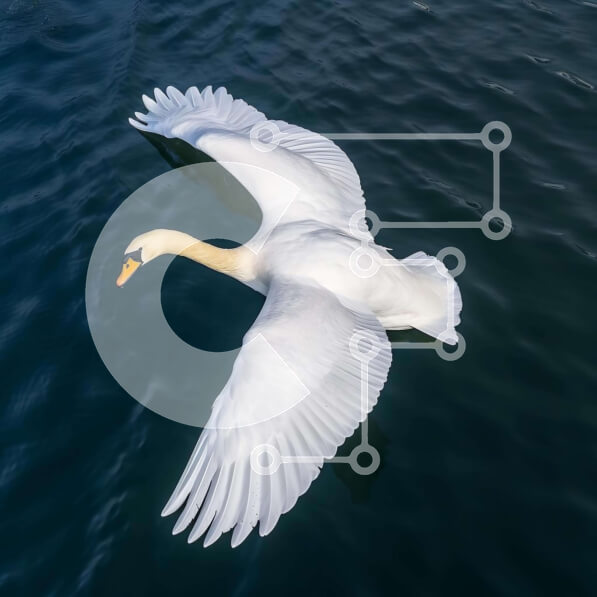 Intra Συλλεκτικό Ξύλινο Παζλ Plywood  4mm - Λευκός Κύκνος σε πτήση πάνω από το νερό Σε Ξύλινο Κουτί - Διαστάσεις: 10x10 cm – 25 κομμάτια