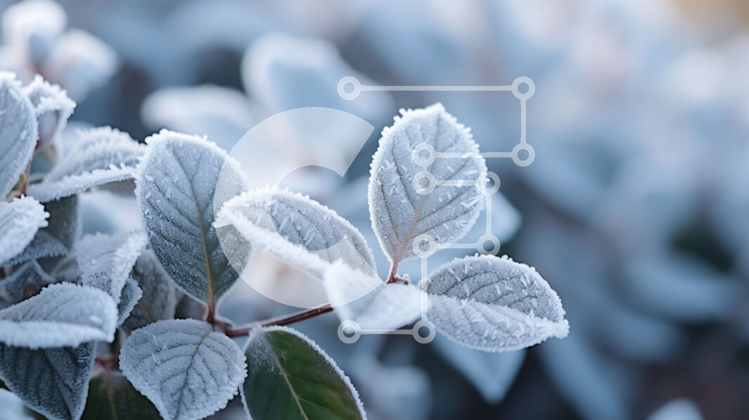 Intra Συλλεκτικό Ξύλινο Παζλ Plywood  4mm - Κοντινό πλάνο του φυτού με λευκό παγετό Σε Ξύλινο Κουτί - Διαστάσεις: 10x10 cm – 25 κομμάτια