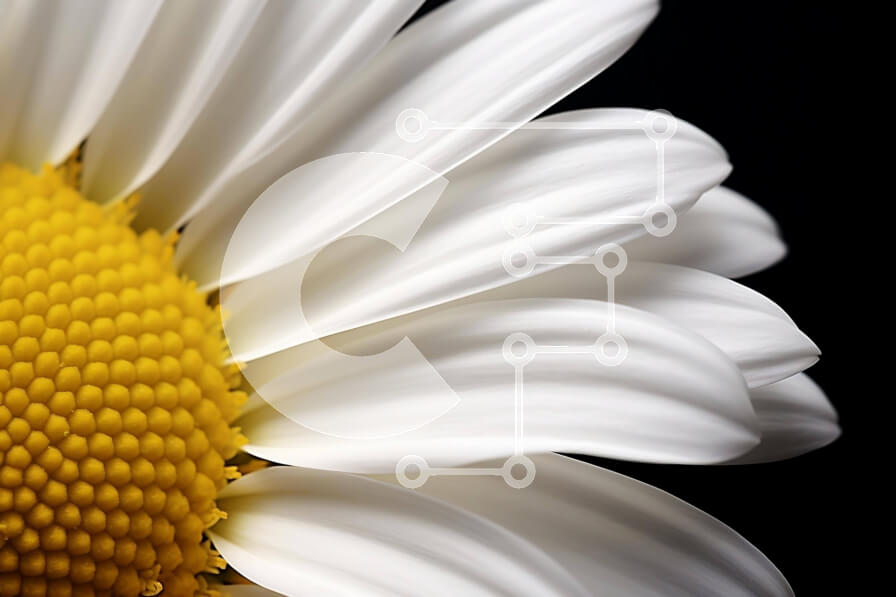 Intra Συλλεκτικό Ξύλινο Παζλ Plywood  4mm - Λευκή και κίτρινη μαργαρίτα σε μαύρο φόντο Σε Ξύλινο Κουτί - Διαστάσεις: 10x10 cm – 25 κομμάτια