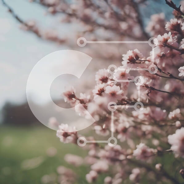 Intra Συλλεκτικό Ξύλινο Παζλ Plywood  4mm - Ροζ ανθισμένο δέντρο την άνοιξη με διάσπαρτα λουλούδια Σε Ξύλινο Κουτί - Διαστάσεις: 10x10 cm – 25 κομμάτια