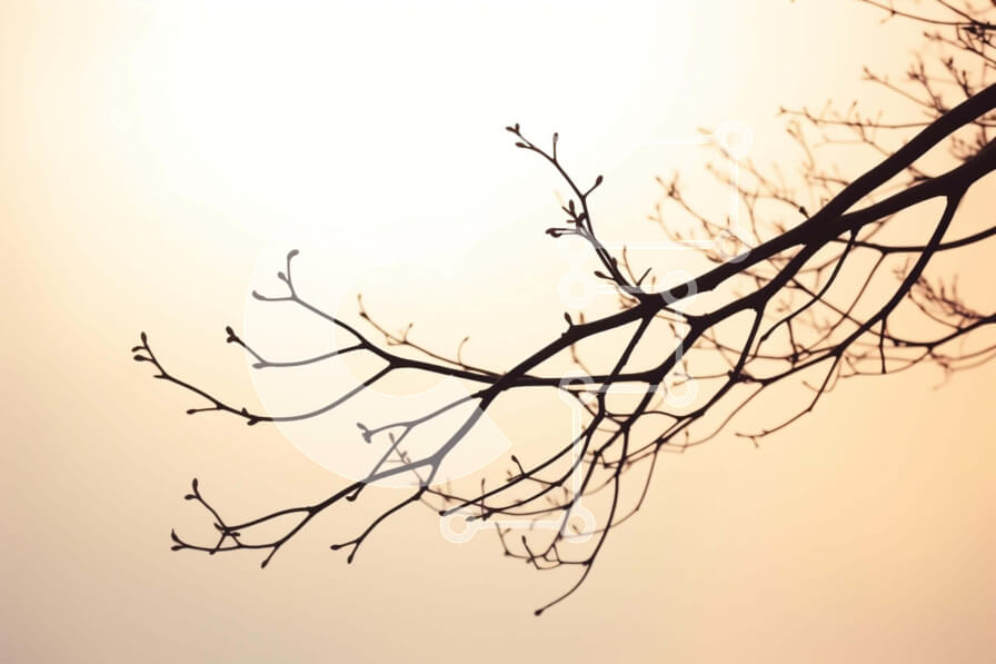 Intra Συλλεκτικό Ξύλινο Παζλ Plywood  4mm - Γυμνό κλαδί δέντρου με πουλί και ήλιο Σε Ξύλινο Κουτί - Διαστάσεις: 10x10 cm – 25 κομμάτια