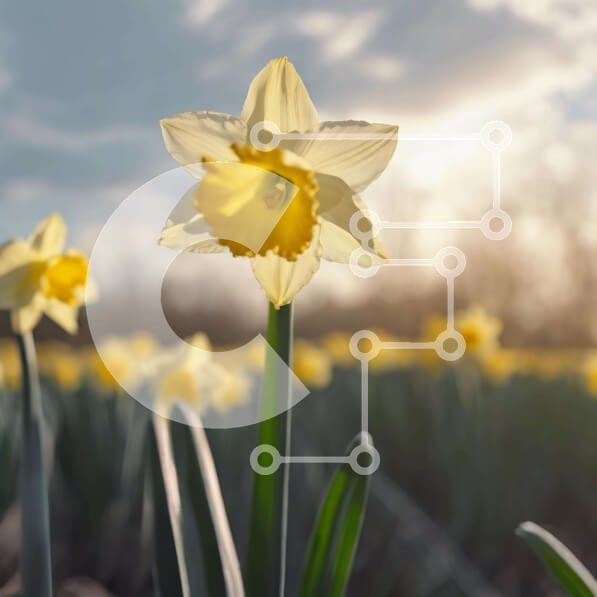 Intra Συλλεκτικό Ξύλινο Παζλ Plywood  4mm - Πεδίο με κίτρινους νάρκισσους και άλλα λουλούδια Σε Ξύλινο Κουτί - Διαστάσεις: 10x10 cm – 25 κομμάτια