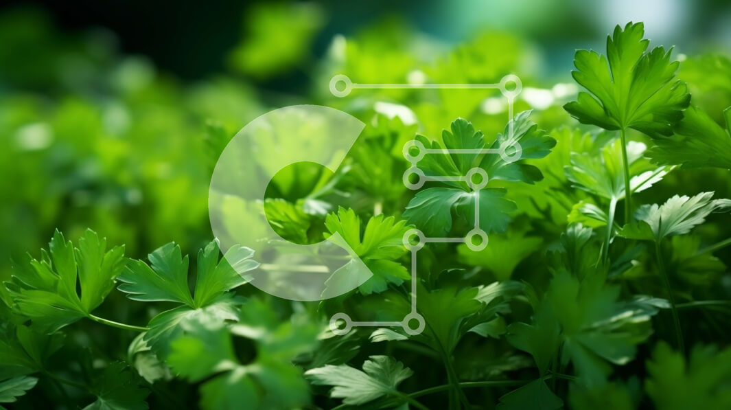 Intra Συλλεκτικό Ξύλινο Παζλ Plywood  4mm - Κοντινό πλάνο από φρέσκα πράσινα φύλλα μαϊντανού Σε Ξύλινο Κουτί - Διαστάσεις: 10x10 cm – 25 κομμάτια