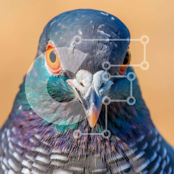 Intra Συλλεκτικό Ξύλινο Παζλ Plywood  4mm - Εκπληκτική φωτογραφία από κοντά ενός κεφαλιού περιστεριού με πορτοκαλί μάτια Σε Ξύλινο Κουτί - Διαστάσεις: 10x10 cm – 25 κομμάτια