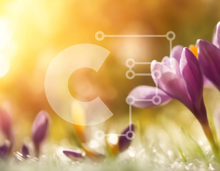 Intra Συλλεκτικό Ξύλινο Παζλ Plywood  4mm - Κοντινό πλάνο πορφυρού λουλουδιού κρόκου με σταγονίδια δροσιάς Σε Ξύλινο Κουτί - Διαστάσεις: 10x10 cm – 25 κομμάτια