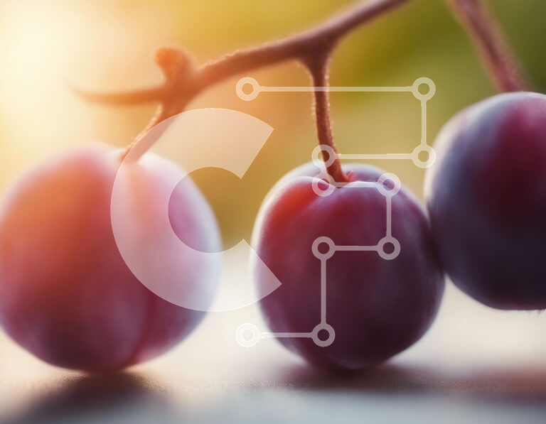 Intra Συλλεκτικό Ξύλινο Παζλ Plywood  4mm - Τρία ώριμα δαμάσκηνα που κρέμονται από ένα κλαδί Σε Ξύλινο Κουτί - Διαστάσεις: 10x10 cm – 25 κομμάτια