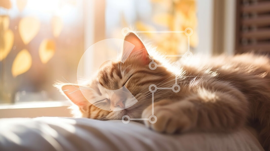 Σετ των 2 Intra Συλλεκτικό Ξύλινο Παζλ Plywood  4mm - Κοιμισμένη πορτοκαλί τιγρέ γάτα σε λευκό μαξιλάρι Σε Ξύλινο Κουτί - Διαστάσεις: 10x10 cm – 25 κομμάτια