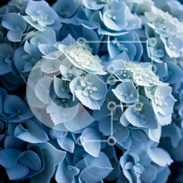 Intra Συλλεκτικό Ξύλινο Παζλ Plywood  4mm - Όμορφη κοντινή φωτογραφία των μπλε ορτανσιών με λευκά κέντρα Σε Ξύλινο Κουτί - Διαστάσεις: 10x10 cm – 25 κομμάτια