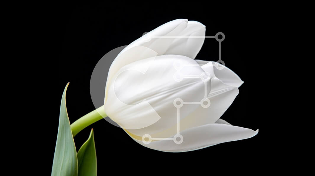 Intra Συλλεκτικό Ξύλινο Παζλ Plywood  4mm - Όμορφο λευκό λουλούδι τουλίπας σε μαύρο φόντο Σε Ξύλινο Κουτί - Διαστάσεις: 10x10 cm – 25 κομμάτια