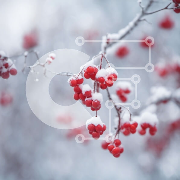 Intra Συλλεκτικό Ξύλινο Παζλ Plywood  4mm - Κλάδος με κόκκινα μούρα καλυμμένο στο χιόνι Σε Ξύλινο Κουτί - Διαστάσεις: 10x10 cm – 25 κομμάτια