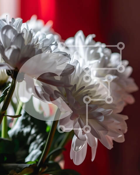 Intra Συλλεκτικό Ξύλινο Παζλ Plywood  4mm - Φρέσκα λευκά λουλούδια σε βάζο σε φόντο κόκκινες κουρτίνες Σε Ξύλινο Κουτί - Διαστάσεις Puzzle: 10x10 cm – 25 κομμάτια