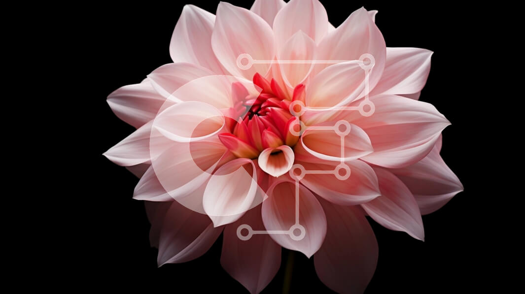 Intra Συλλεκτικό Ξύλινο Παζλ Plywood  4mm - Μονό ροζ λουλούδι σε μαύρο φόντο Σε Ξύλινο Κουτί - Διαστάσεις: 10x10 cm – 25 κομμάτια