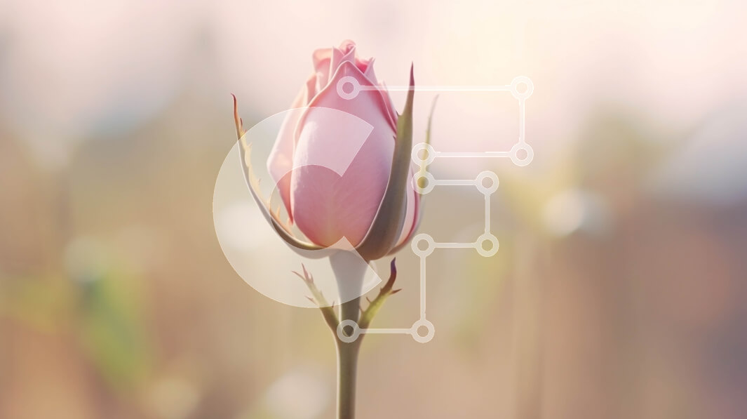 Intra Συλλεκτικό Ξύλινο Παζλ Plywood  4mm - Μονό ροζ τριαντάφυλλο σε ανοιχτό χωράφι Σε Ξύλινο Κουτί - Διαστάσεις: 10x10 cm – 25 κομμάτια