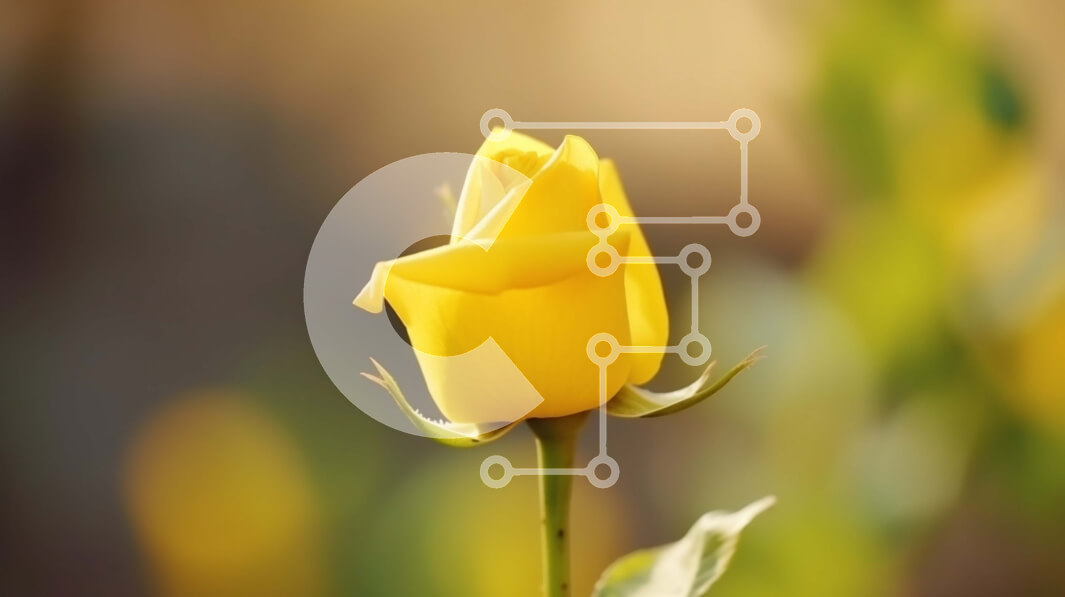 Intra Συλλεκτικό Ξύλινο Παζλ Plywood  4mm - Ενιαίο κίτρινο τριαντάφυλλο που ανθίζει Σε Ξύλινο Κουτί - Διαστάσεις: 10x10 cm – 25 κομμάτια