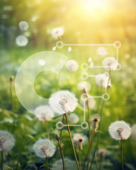 Intra Συλλεκτικό Ξύλινο Παζλ Plywood  4mm - Όμορφη εικόνα ενός χωραφιού πικραλίδας στο φως του ήλιου Σε Ξύλινο Κουτί - Διαστάσεις: 10x10 cm – 25 κομμάτια