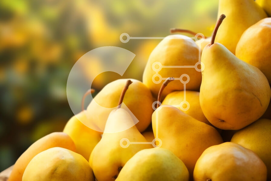 Σετ των 2 Intra Συλλεκτικό Ξύλινο Παζλ Plywood  4mm - Σωρός από ώριμα κίτρινα αχλάδια σε ένα καλάθι Σε Ξύλινο Κουτί - Διαστάσεις: 10x10 cm – 25 κομμάτια