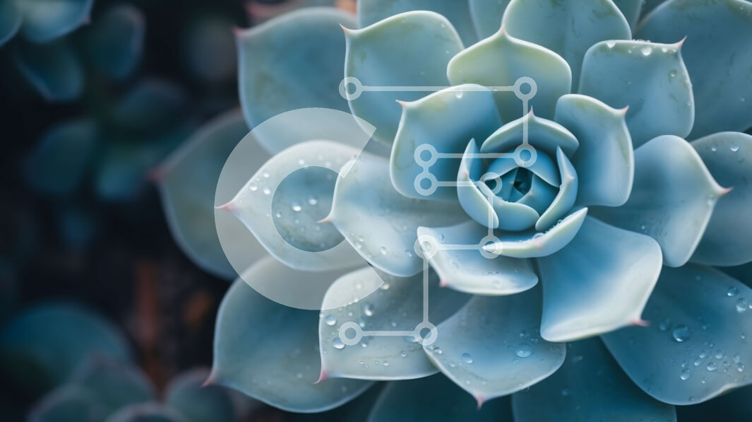 Intra Συλλεκτικό Ξύλινο Παζλ Plywood  4mm - Κοντινή όψη του παχύφυτου φυτού με σταγονίδια νερού Σε Ξύλινο Κουτί - Διαστάσεις: 10x10 cm – 25 κομμάτια