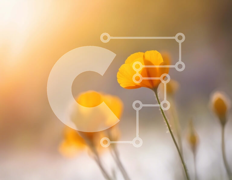 Intra Συλλεκτικό Ξύλινο Παζλ Plywood  4mm - Πεδίο με πορτοκαλί αγριολούλουδα με το φως του ήλιου Σε Ξύλινο Κουτί - Διαστάσεις: 10x10 cm – 25 κομμάτια