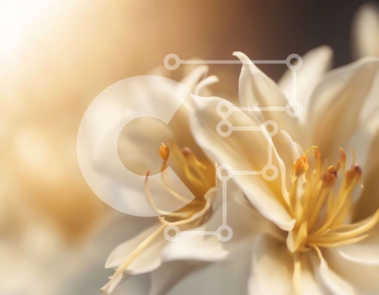 Intra Συλλεκτικό Ξύλινο Παζλ Plywood  4mm - Κοντινό πλάνο λευκό λουλούδι με κίτρινο κέντρο Σε Ξύλινο Κουτί - Διαστάσεις: 10x10 cm – 25 κομμάτια