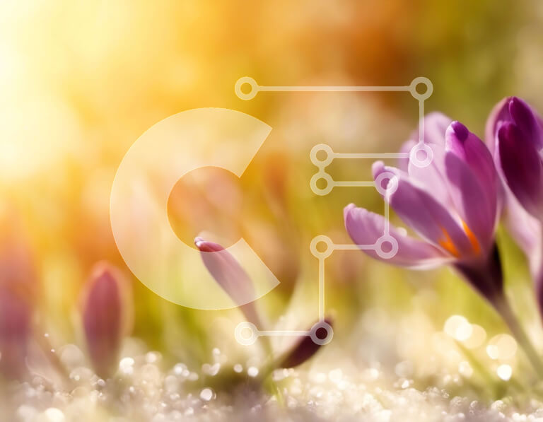 Intra Συλλεκτικό Ξύλινο Παζλ Plywood  4mm - Πεδίο με μωβ κρόκους με σταγόνες δροσιάς Σε Ξύλινο Κουτί - Διαστάσεις: 10x10 cm – 25 κομμάτια