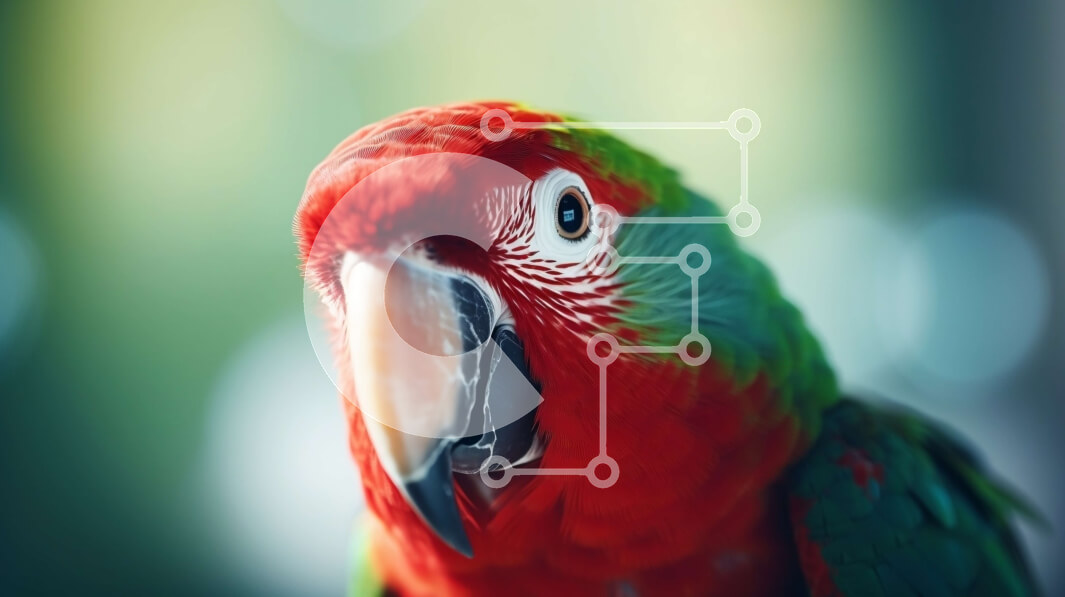 Σετ των 2 Intra Συλλεκτικό Ξύλινο Παζλ Plywood  4mm - Κόκκινος και πράσινος παπαγάλος που κοιτάζει την κάμερα Σε Ξύλινο Κουτί - Διαστάσεις: 10x10 cm – 25 κομμάτια