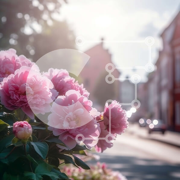 Intra Συλλεκτικό Ξύλινο Παζλ Plywood  4mm - Εκπληκτική εικόνα με ροζ παιώνιες στην άνθιση Σε Ξύλινο Κουτί - Διαστάσεις: 10x10 cm – 25 κομμάτια