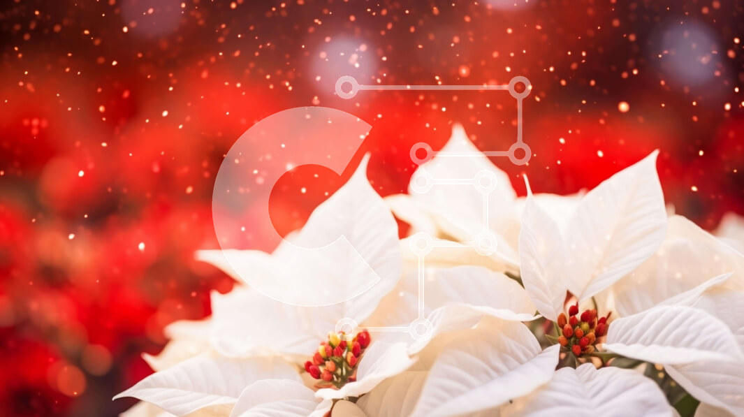 Intra Συλλεκτικό Ξύλινο Παζλ Plywood  4mm - Λευκά λουλούδια Poinsettia με κόκκινα και λευκά διακοσμητικά Σε Ξύλινο Κουτί - Διαστάσεις: 10x10 cm – 25 κομμάτια