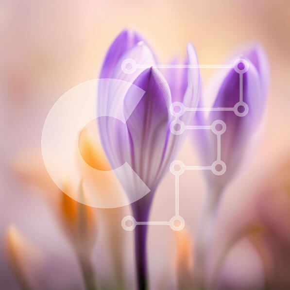 Intra Συλλεκτικό Ξύλινο Παζλ Plywood  4mm - Όμορφη εικόνα μωβ κρόκων με κίτρινα κέντρα Σε Ξύλινο Κουτί - Διαστάσεις: 10x10 cm – 25 κομμάτια