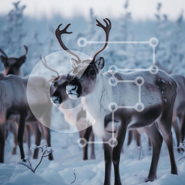 Intra Συλλεκτικό Ξύλινο Παζλ Plywood  4mm - Κοπάδι ταράνδων που βόσκει στο όμορφο χιονισμένο δάσος Σε Ξύλινο Κουτί - Διαστάσεις: 10x10 cm – 25 κομμάτια