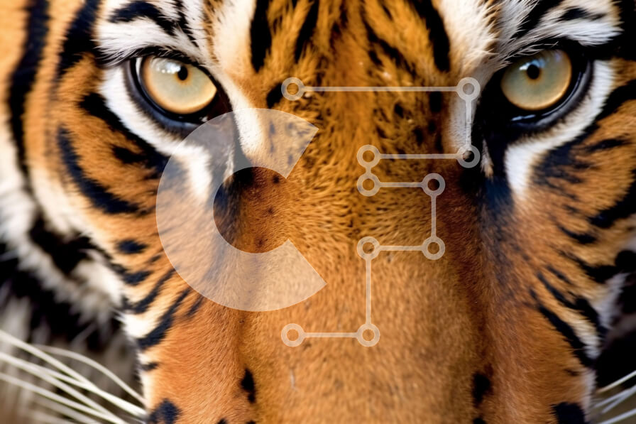 Σετ των 2 Intra Συλλεκτικό Ξύλινο Παζλ Plywood  4mm - Άγριος τίγρης με θαμνώδη μουστάκια και κίτρινα μάτια Σε Ξύλινο Κουτί - Διαστάσεις: 10x10 cm – 25 κομμάτια