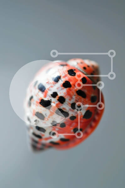 Σετ των 2 Intra Συλλεκτικό Ξύλινο Παζλ Plywood  4mm - Πορτοκαλί και μαύρο κοχύλι που επιπλέει στον αέρα Σε Ξύλινο Κουτί - Διαστάσεις: 10x10 cm – 25 κομμάτια