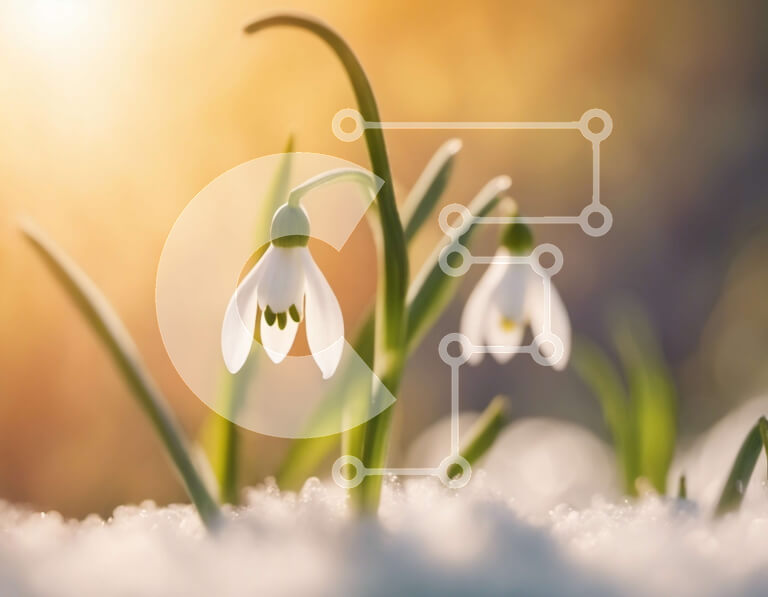 Intra Συλλεκτικό Ξύλινο Παζλ Plywood  4mm - Λουλούδια Snowdrops με ανοιχτά πέταλα σε ένα χιονισμένο τοπίο Σε Ξύλινο Κουτί - Διαστάσεις: 10x10 cm – 25 κομμάτια