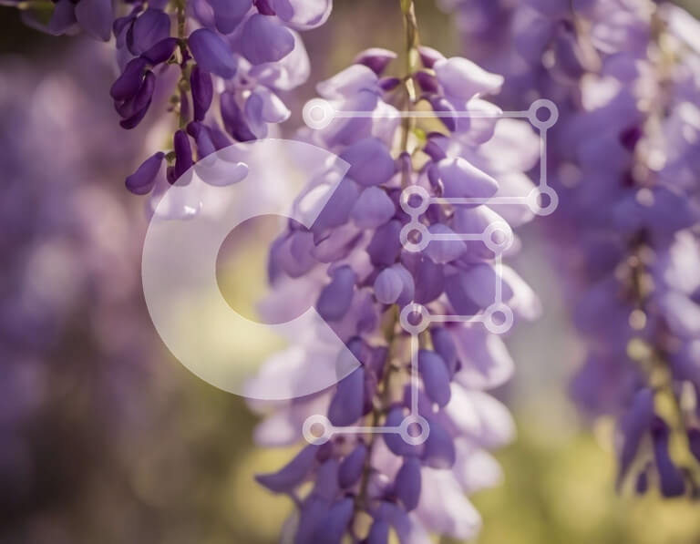 Intra Συλλεκτικό Ξύλινο Παζλ Plywood  4mm - Κοντινό πλάνο ανθισμένα μοβ λουλούδια σε ένα κλαδί δέντρου Σε Ξύλινο Κουτί - Διαστάσεις: 10x10 cm – 25 κομμάτια